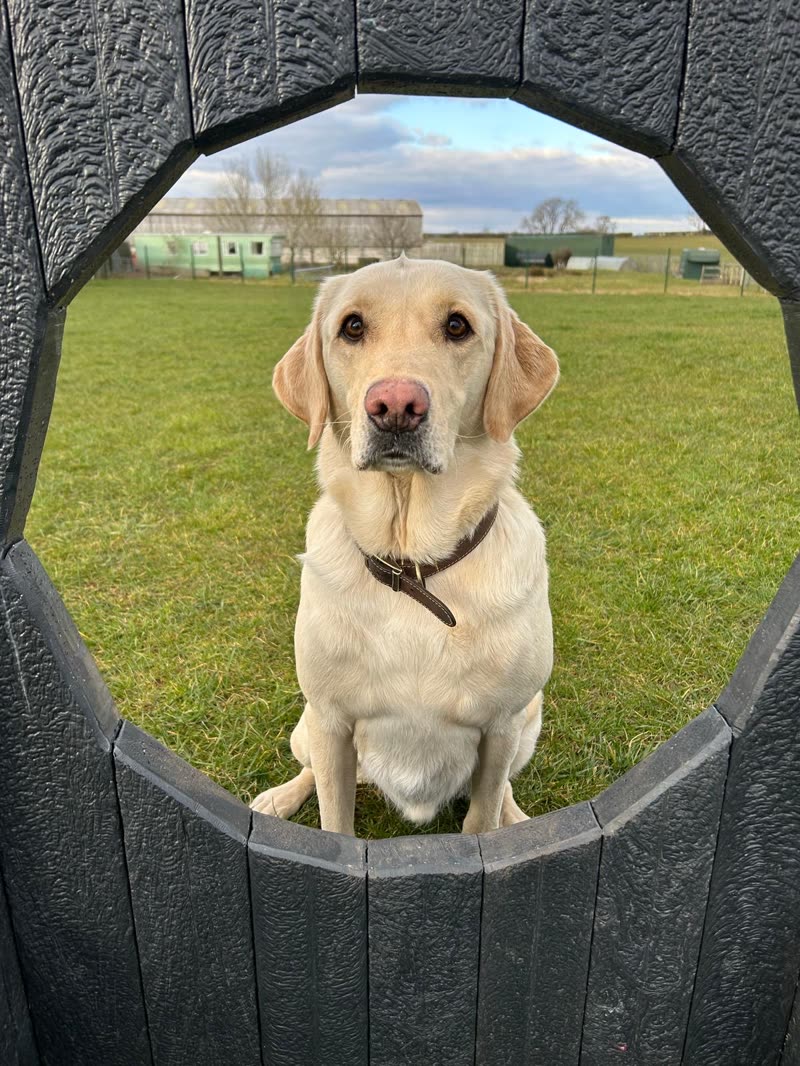 A yellow Labrador sitting inside a round tyre play tunnel in the paddock
