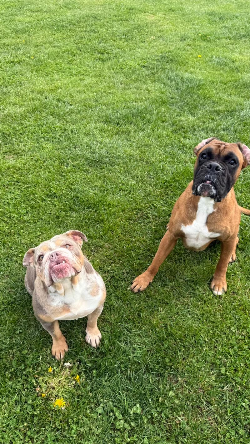 An English bulldog and a boxer resting together on the grass field