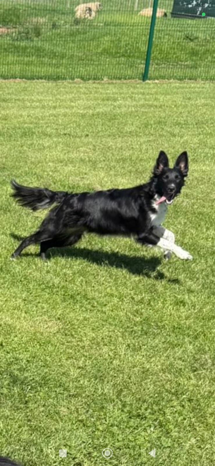 A black-and-white collie running flat out across the grass field