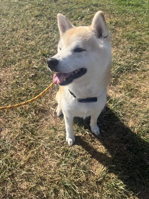 A cream Shiba sitting on dry grass with its tongue out, looking up