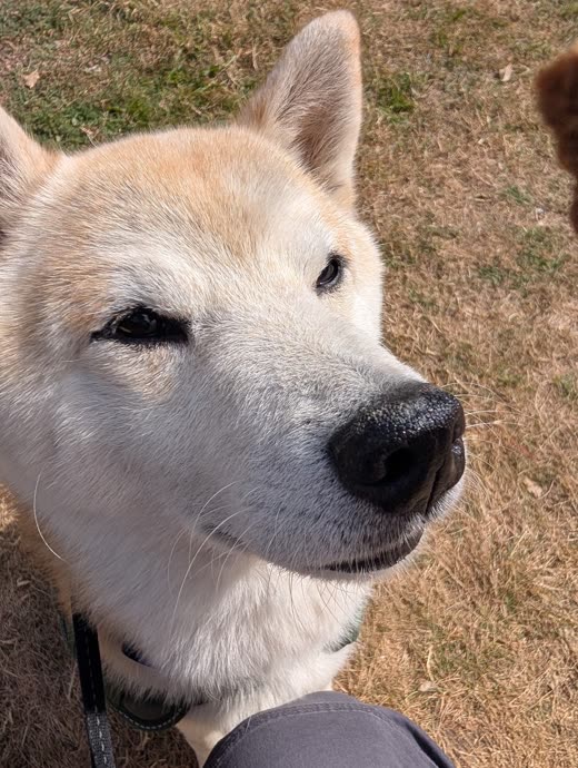 Close-up of a cream Shiba-type dog's face and muzzle