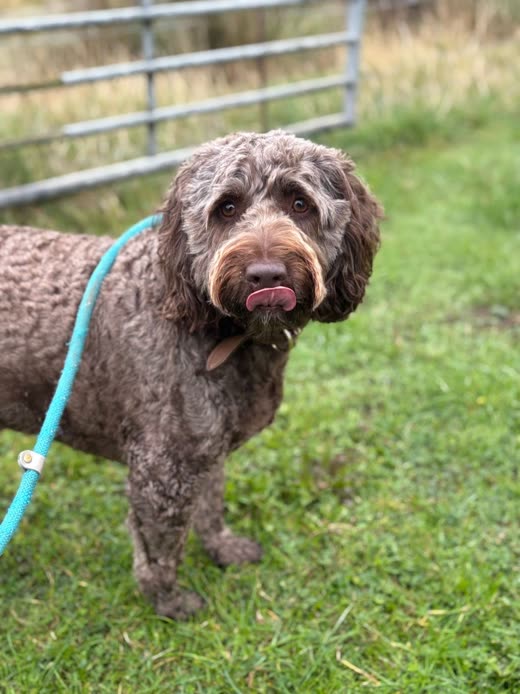 A chocolate cockapoo on a blue lead beside a metal farm gate
